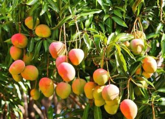 Nằm mơ thấy hái xoài chín có phải điềm tốt, số gì gặp may