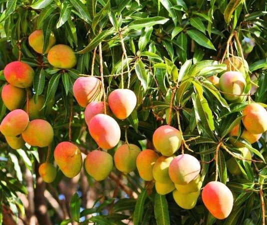Nằm mơ thấy hái xoài chín có phải điềm tốt, số gì gặp may
