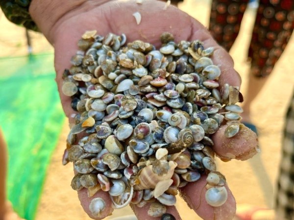 Nằm mơ thấy bắt ốc là điềm gì, dự báo hên hay xui?