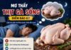 Thịt gà sống ý nghĩa gì? Giải mã mơ thấy thịt gà sống theo dân gian